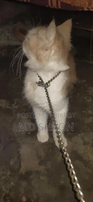 Cat for Sale