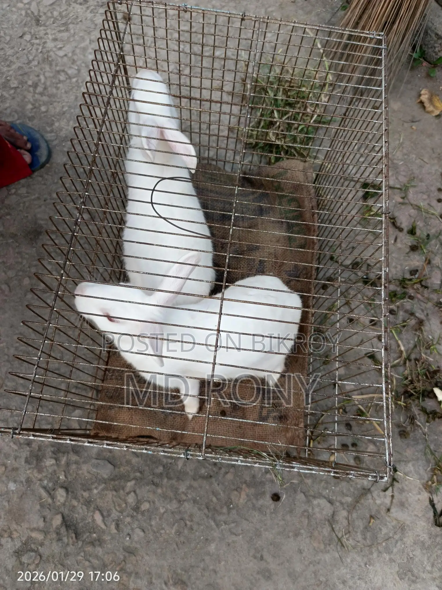 Adult Rabbit
