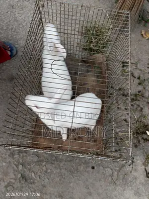 Adult Rabbit