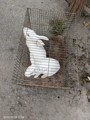 Adult Rabbit