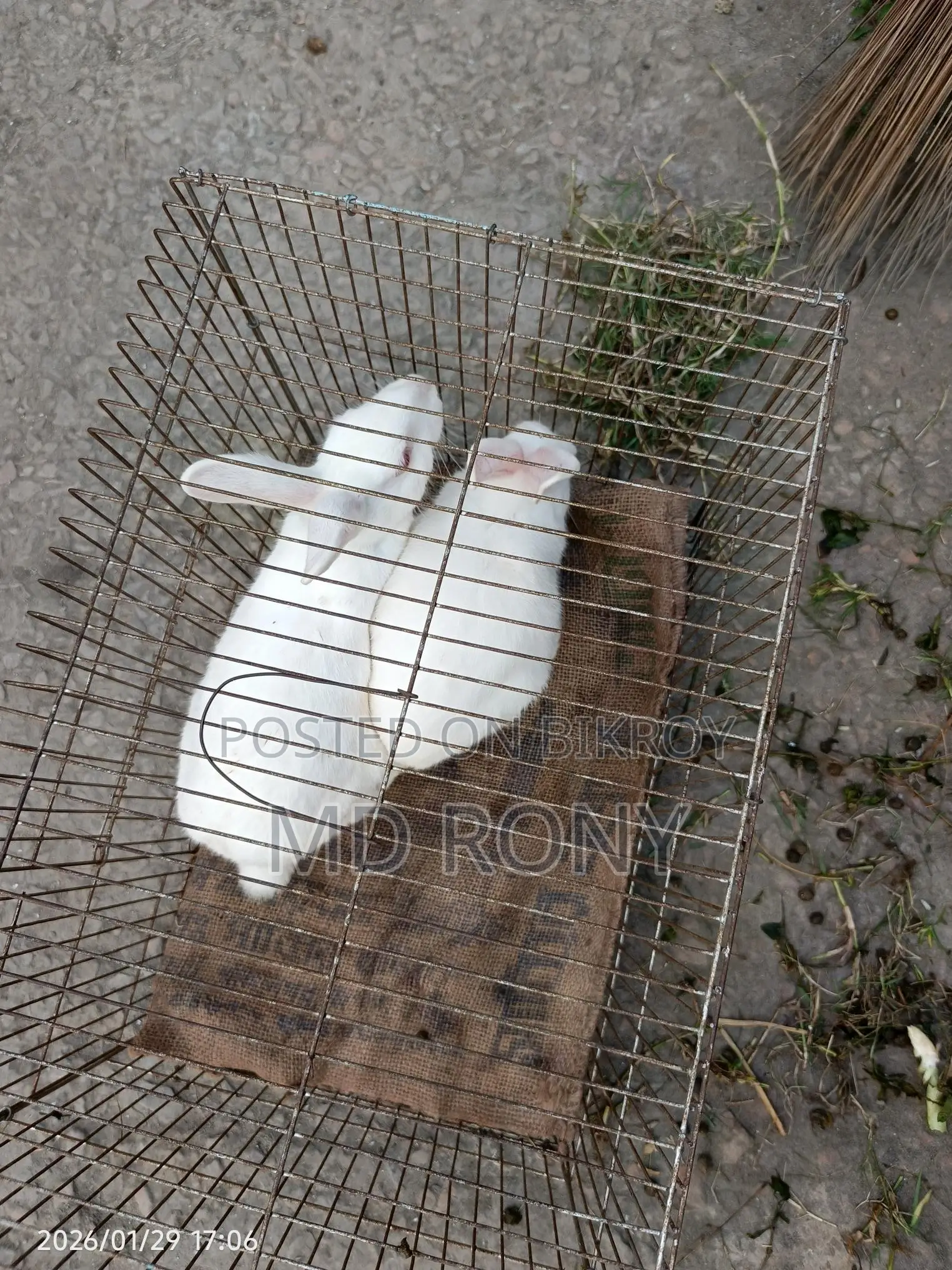 Adult Rabbit