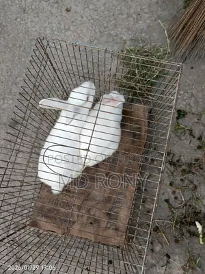 Adult Rabbit