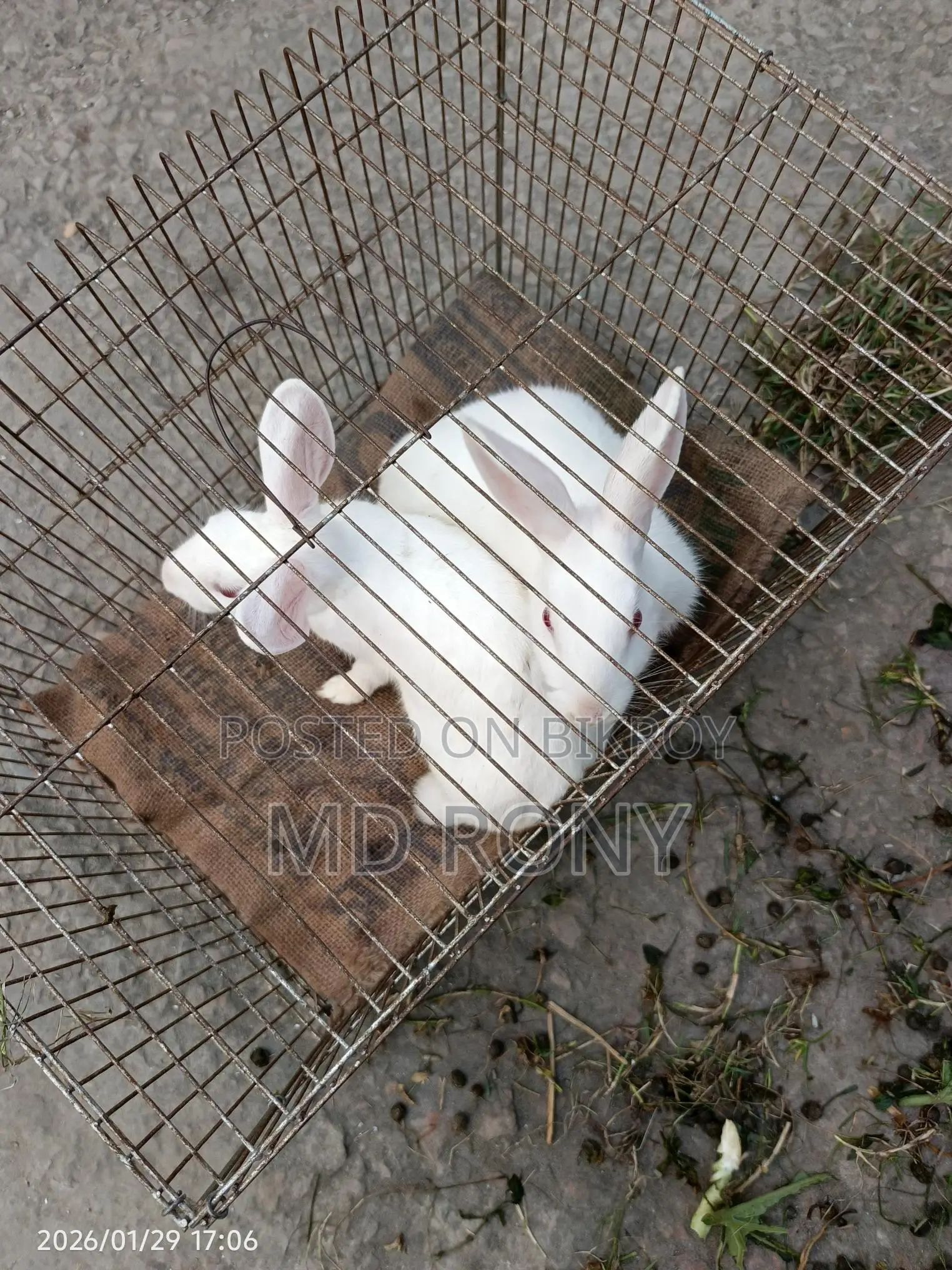 Adult Rabbit