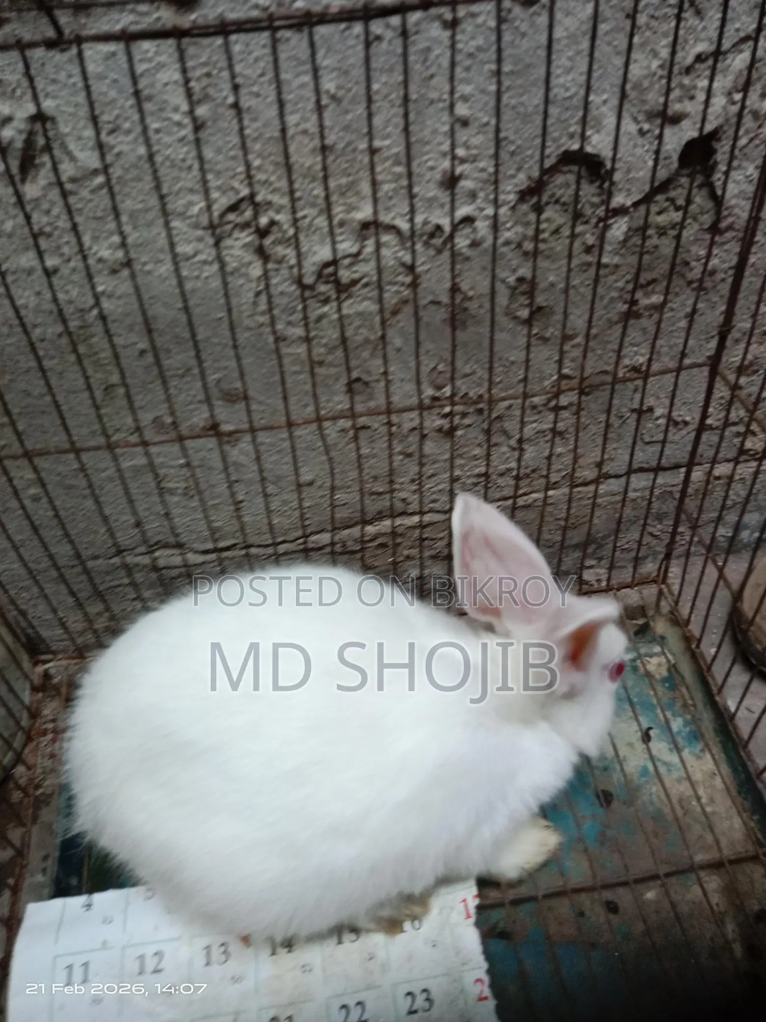 White Rabbit