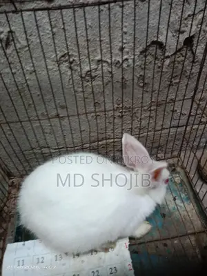 White Rabbit