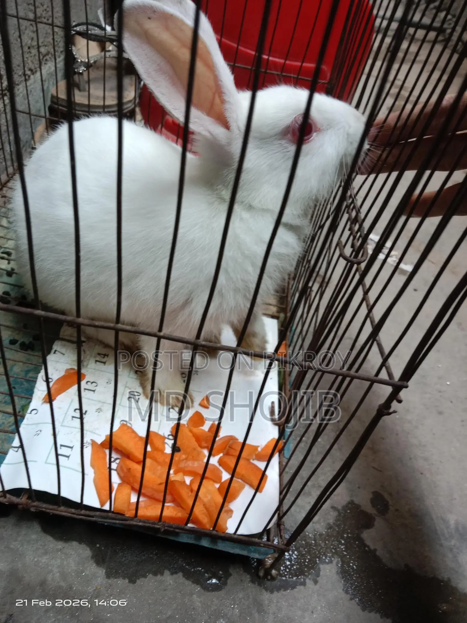 White Rabbit