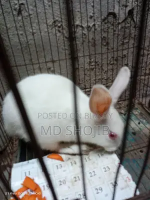 White Rabbit