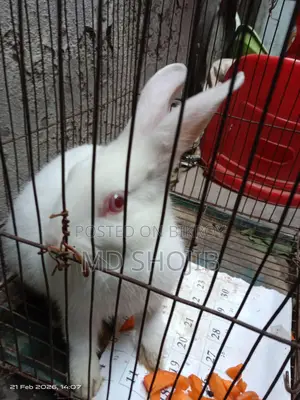 White Rabbit