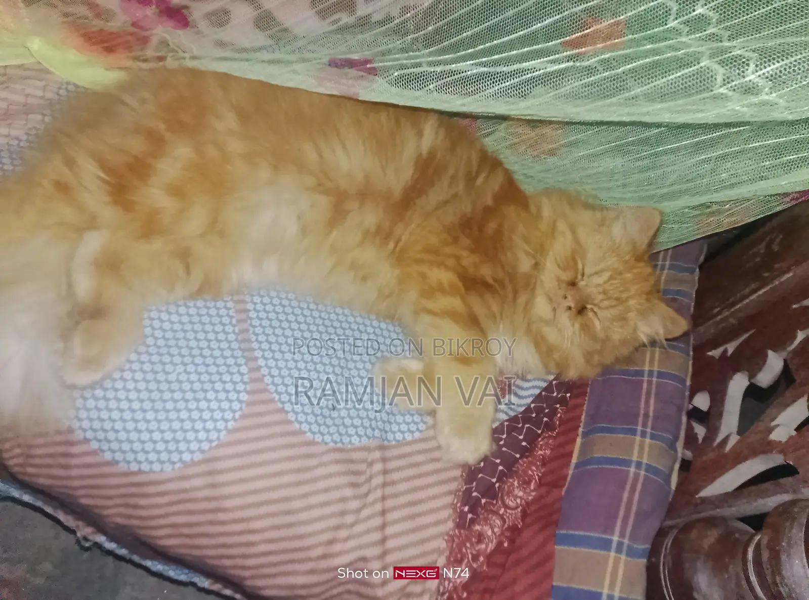 Cat For Sale