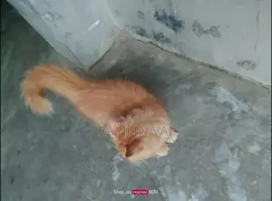 Cat For Sale