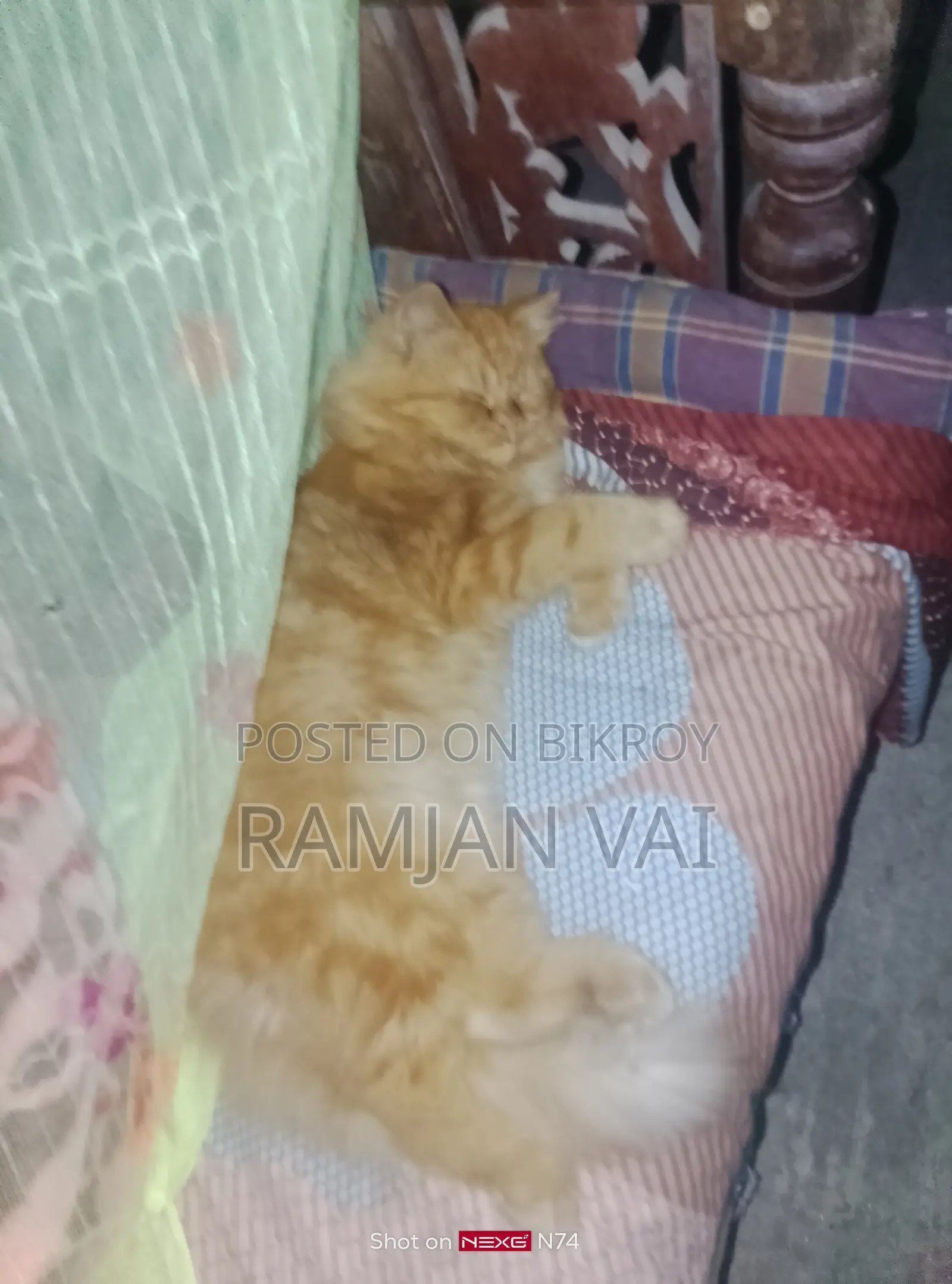 Cat For Sale