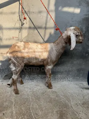 উন্নত বারবারি ক্রস জাতের ছাগী বাচ্চা