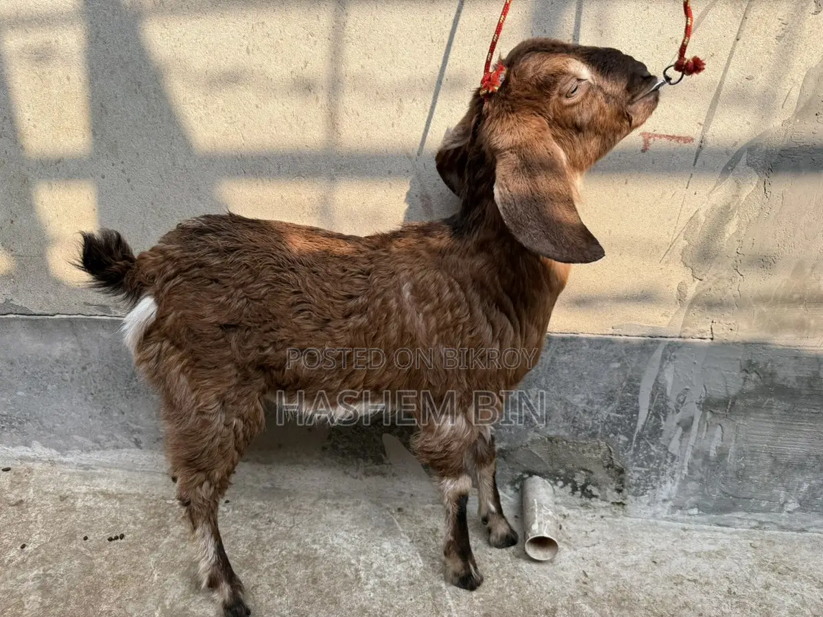 উন্নত বারবারি ক্রস জাতের ছাগী বাচ্চা