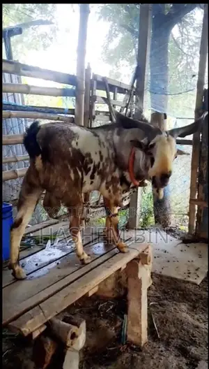 উন্নত বারবারি ক্রস জাতের ছাগী বাচ্চা