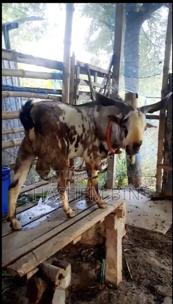 উন্নত বারবারি ক্রস জাতের ছাগী বাচ্চা