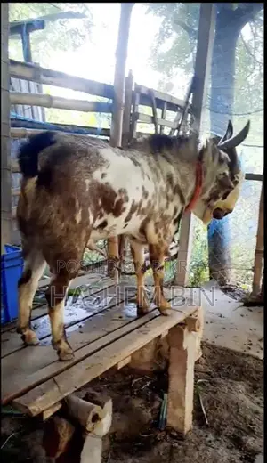 উন্নত বারবারি ক্রস জাতের ছাগী বাচ্চা
