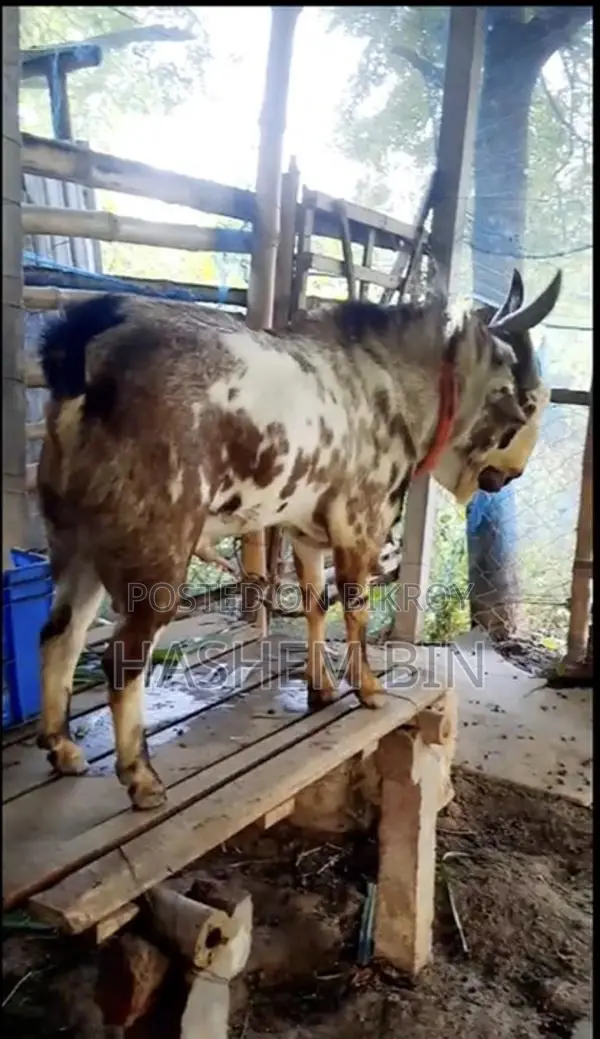 উন্নত বারবারি ক্রস জাতের ছাগী বাচ্চা