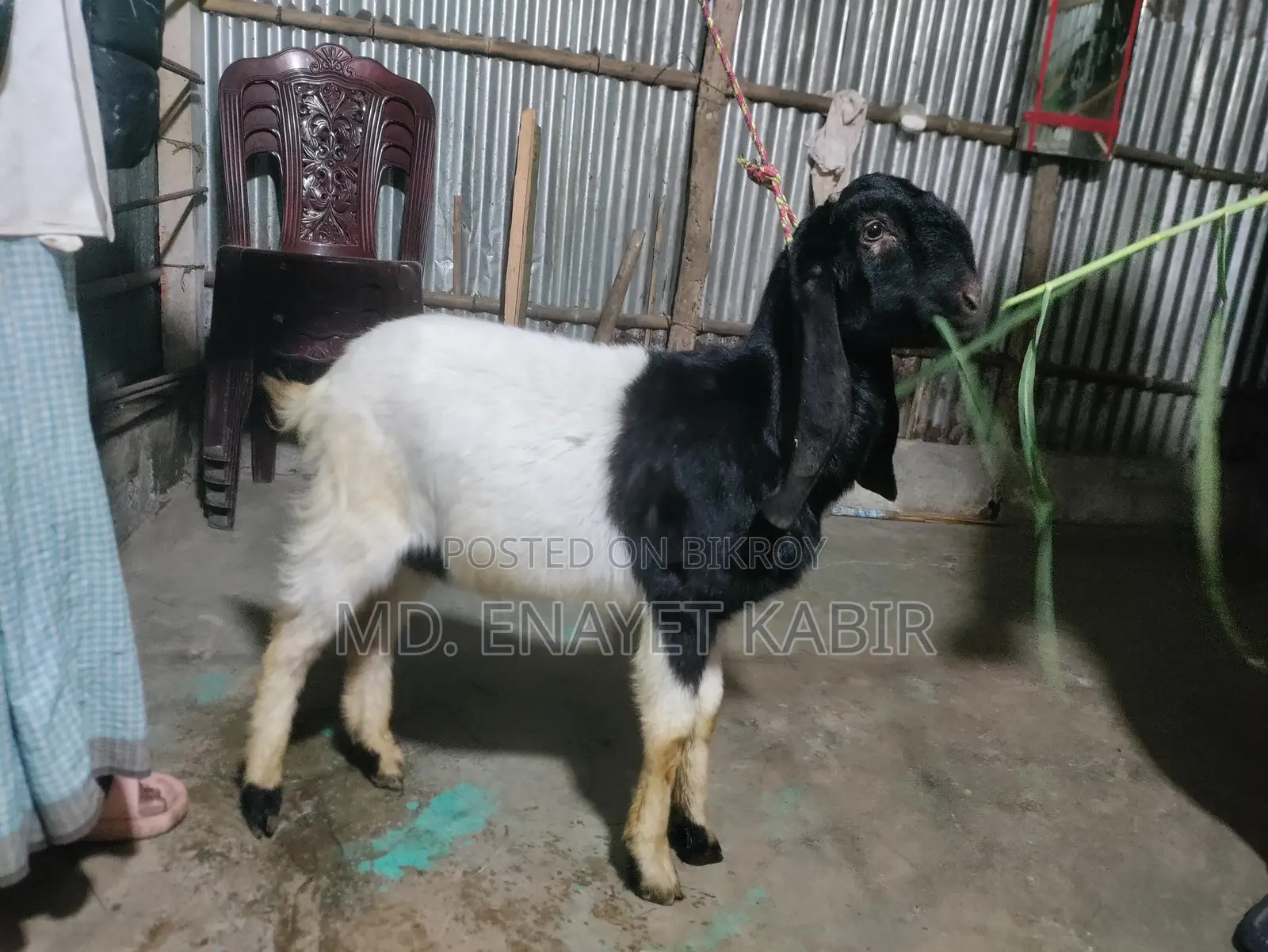 Totapuri Goat for Sale