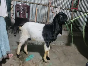 Totapuri Goat for Sale