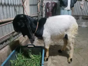Totapuri Goat for Sale