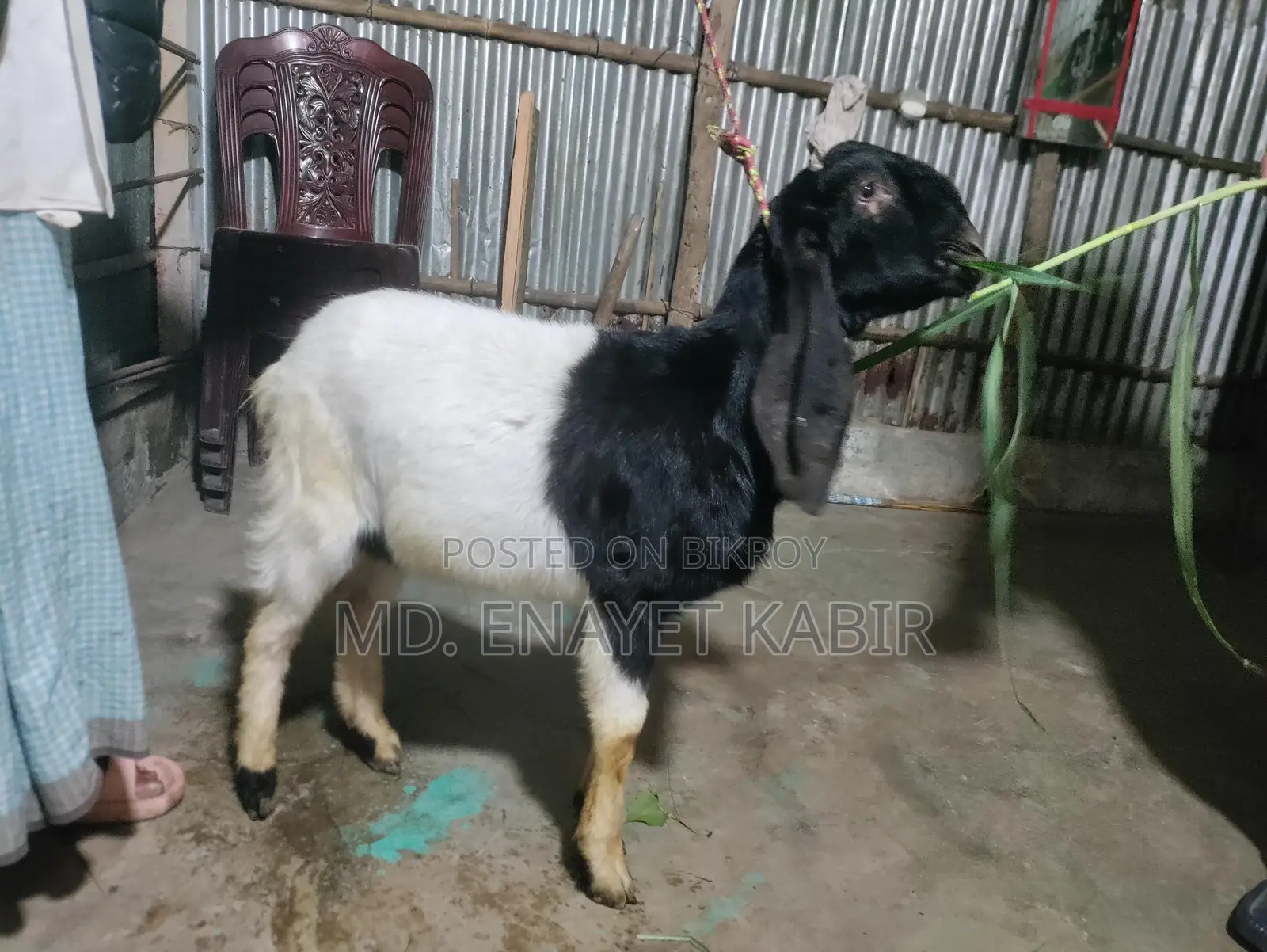 Totapuri Goat for Sale