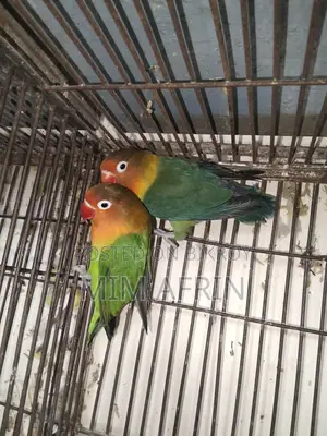 Love Bird