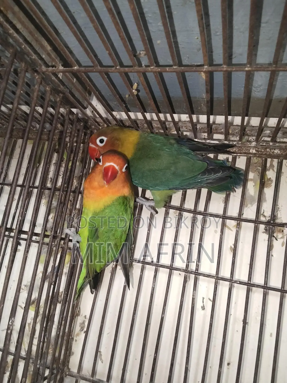 Love Bird