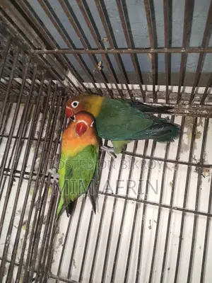 Love Bird
