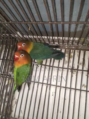 Love Bird