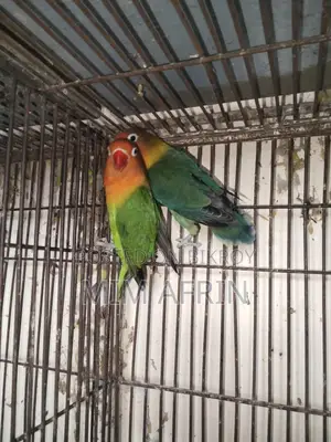 Love Bird