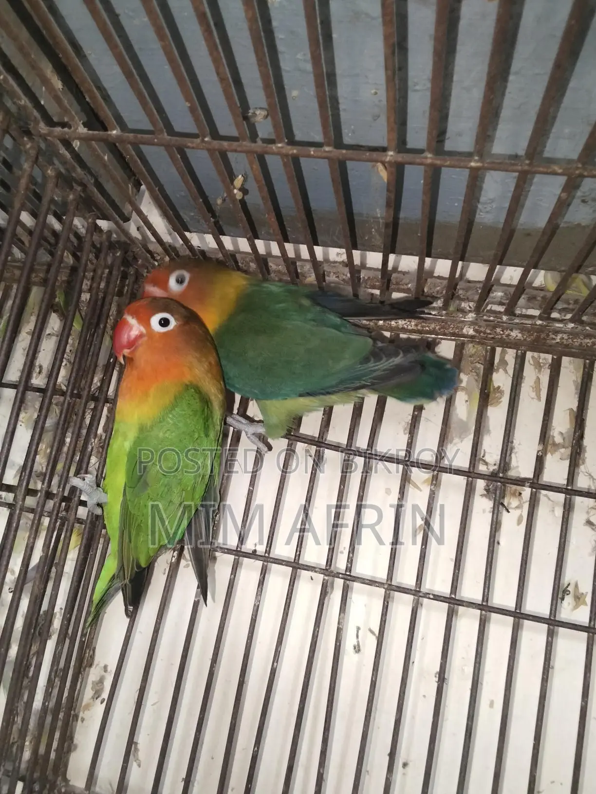 Love Bird