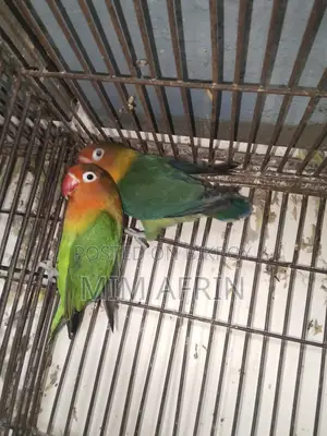 Love Bird