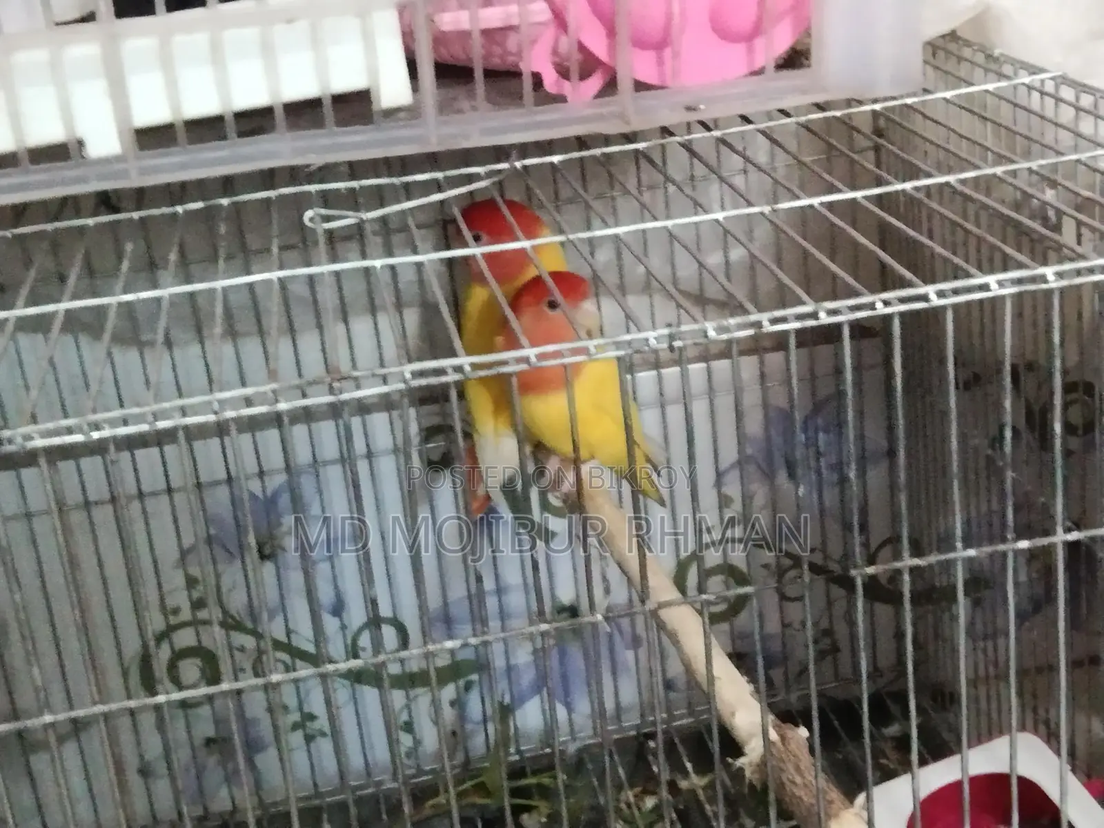 Lovebirds for sale