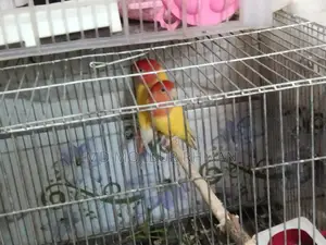 লাভ বার্ড বিক্রি করা হবে