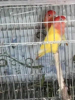 লাভ বার্ড বিক্রি করা হবে