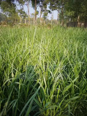ঘাস বিক্রি করা হবে