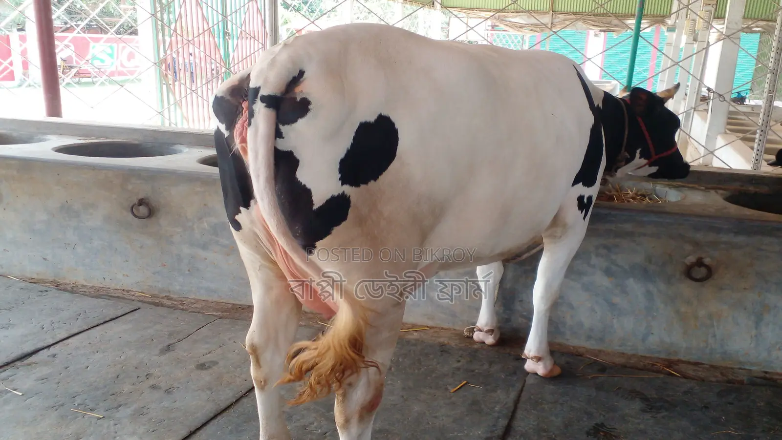 Buy a high-quality cow, ID no. 988.
