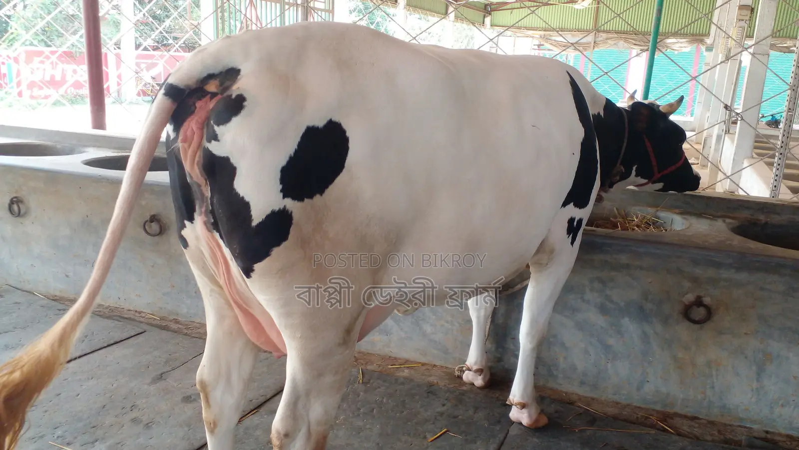 Buy a high-quality cow, ID no. 988.