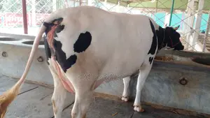 Buy a high-quality cow, ID no. 988.