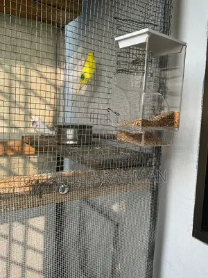 Bird Food Hopper