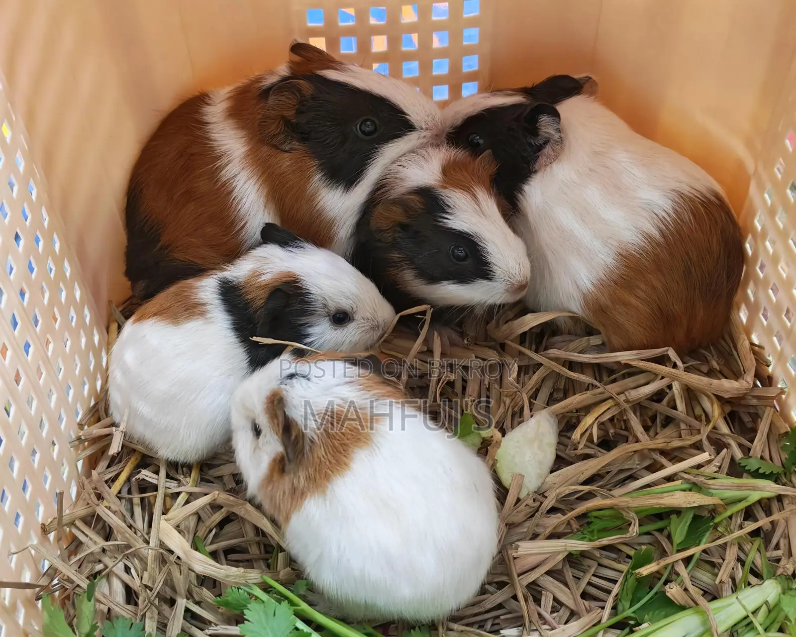 Healthy Guinea Pigs for Sale