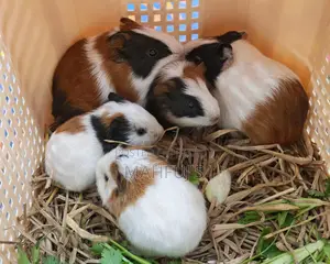Healthy Guinea Pigs for Sale