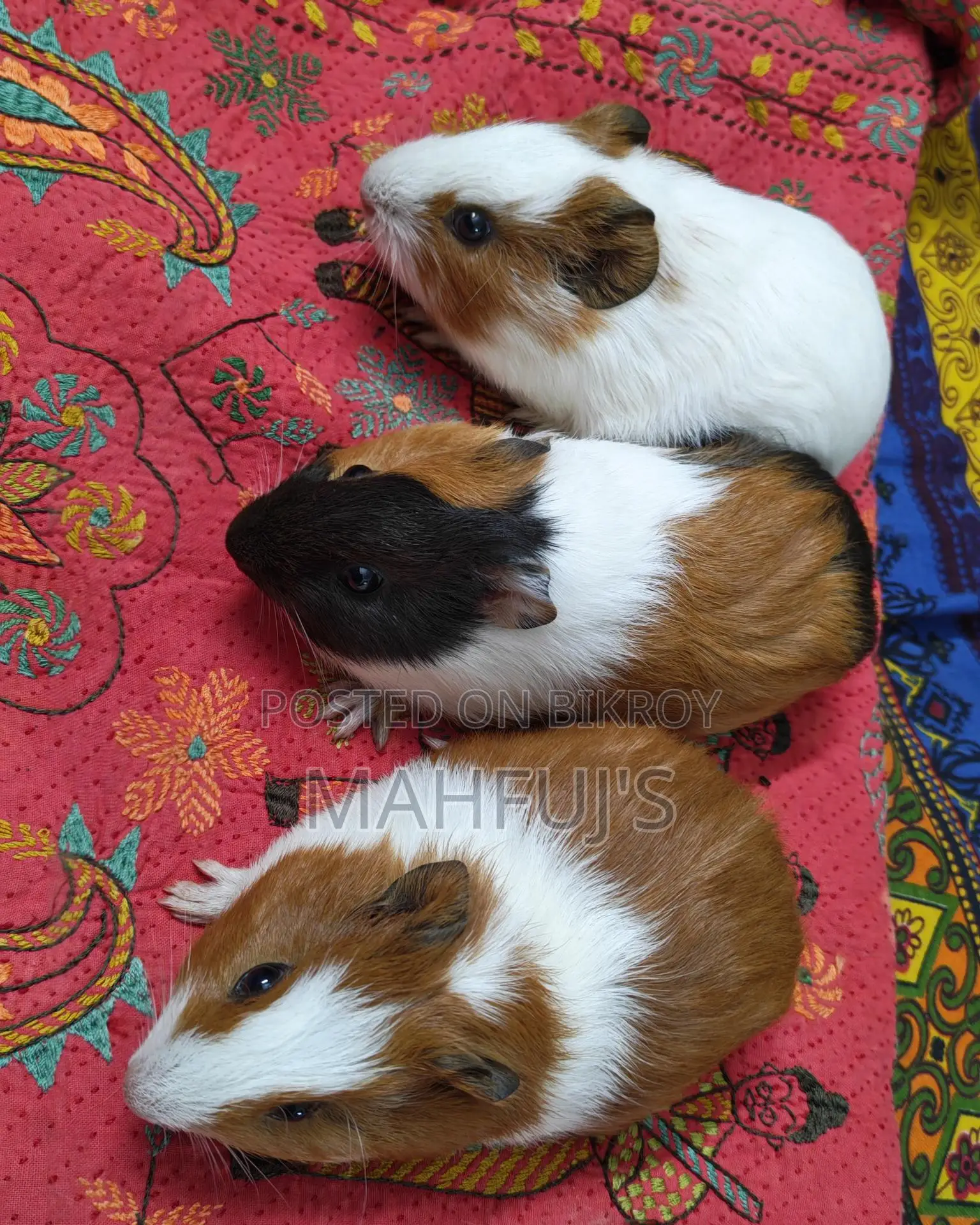 Healthy Guinea Pigs for Sale