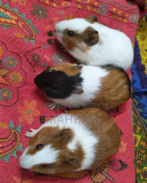 Healthy Guinea Pigs for Sale