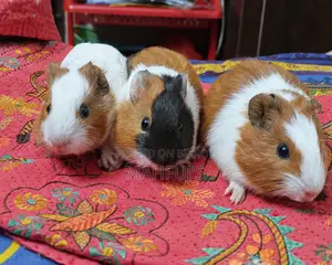 Healthy Guinea Pigs for Sale