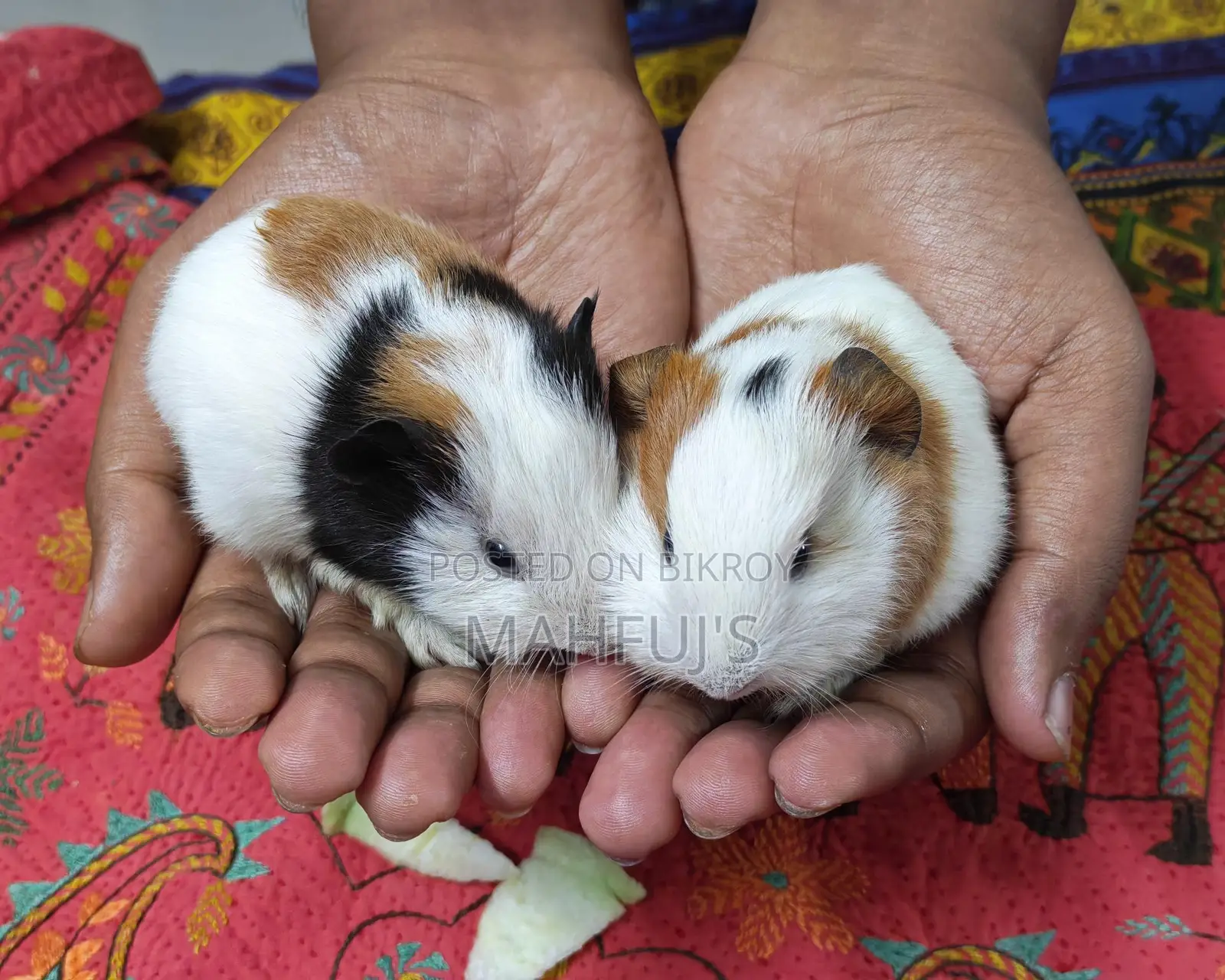 Healthy Guinea Pigs for Sale
