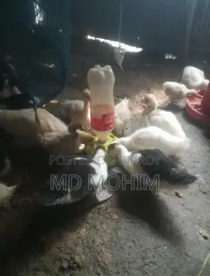 Duck Sell