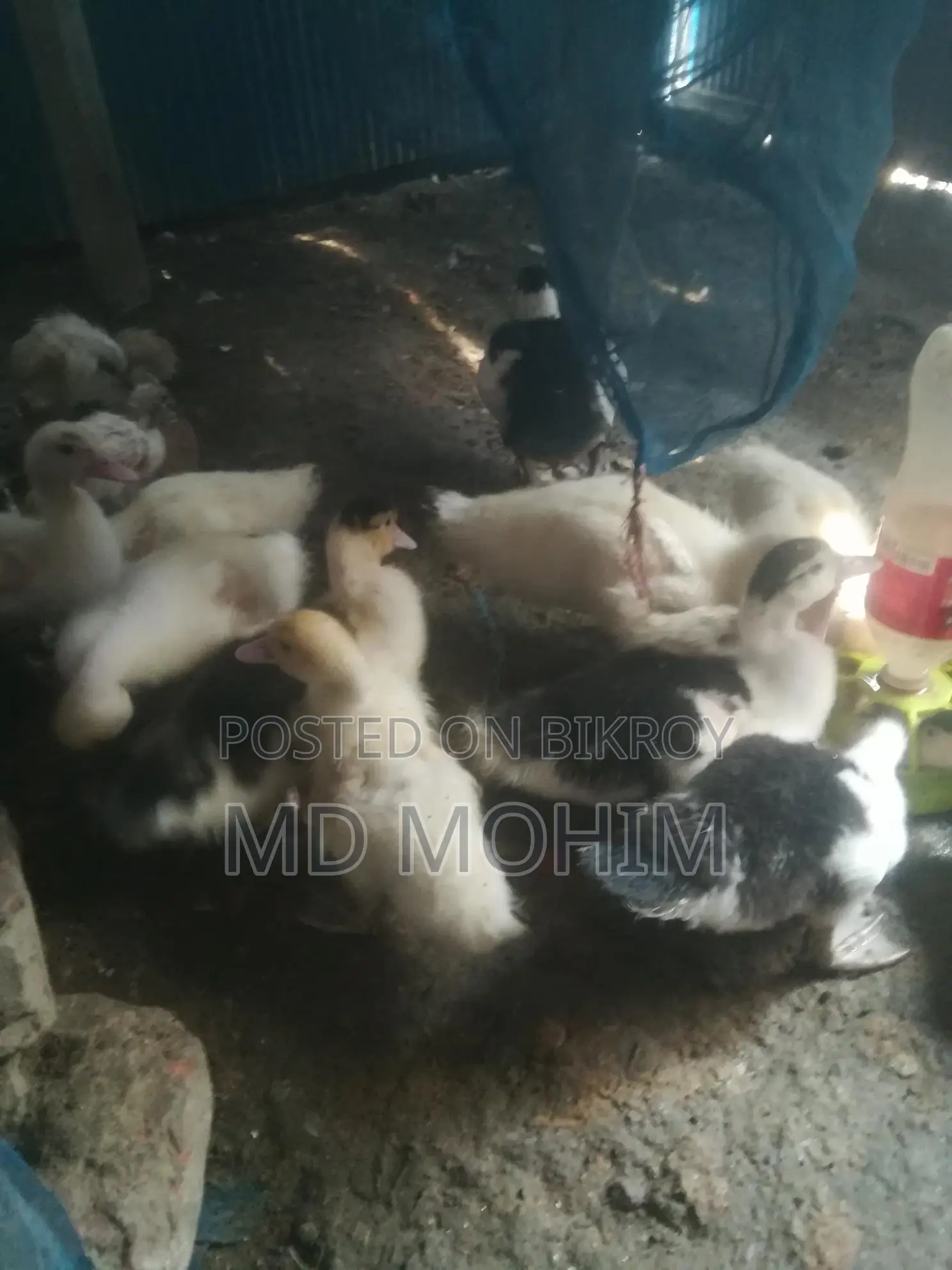 Duck Sale