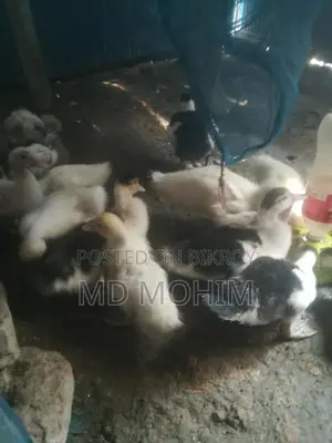 Duck Sale