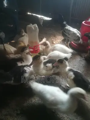 Duck Sale